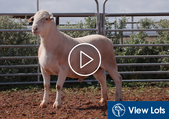 Stud Sale 2025 LotsB