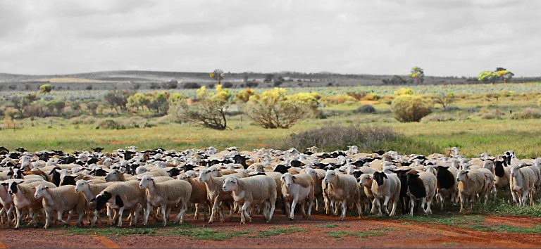 Unique Saltbush Lambs in hot demand worldwide