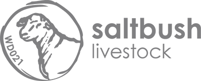 saltbush-livestock